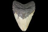 Large, Fossil Megalodon Tooth - North Carolina #75534-1